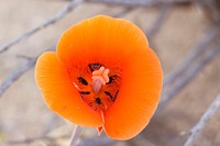 Mariposa Lily (Calochortus kennedyi), blooming in Hidden Valley