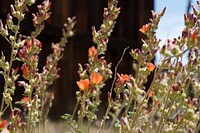 Desert Globemallow