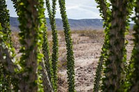 Ocotillo patch mid-April