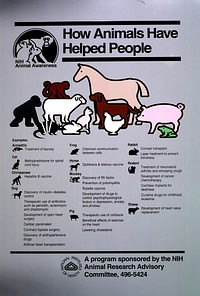 How animals have helped people. An armadillo, a cat, a chimpanzee, a dog, a frog, a horse, a monkey, a pig, a rabbit, a rodent, and a sheep are drawn above a list of their respective contributions to the well-being of humans. Original public domain image from Flickr