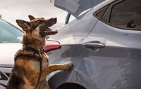 K-9 officers with the U.S. Customs and Border Protection Office of Field Operations conduct a training exercise at the Port of Baltimore in Baltimore, Md., Feb 8, 2017.