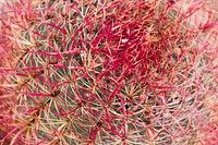 California barrel cactus 