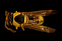Yellow wasp, m, back, Kruger National Park, South Africa Mpumalanga