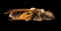 Andrena wilmattae, f, right, Pennington Co., SD