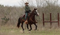 A horse-mounted U.S. Border Patrol agent searches the thick brush of vast ranch-lands as he and his cohorts follow "sign" near Hebbronville, Texas, March 7, 2019.