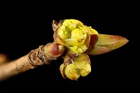 Lindera benzoin pistillate flower, 23 March 2017 spicebush, Howard County, MD, Helen Lowe Metzman