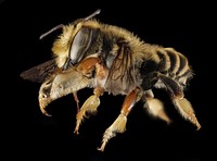 Megachile albitarsis, M, Side, FL, Torreya