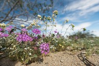 Wildflowers growing in Fried Liver Wash; 3/15/2017