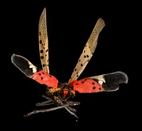 Spotted Lanternfly, back