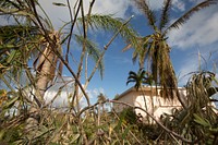 Palm trees and other vegetation stand lim and in disarray around a home in Cudjoe Key, Fla., September 12, 2017, two days after the eye of Hurricane Irma made landfall.