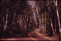 Route 2 Becomes A Graceful Avenue of Birches, 06/1973. Original public domain image from Flickr