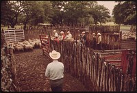 Sheep Being Herded Toward Loading Pens on a Ranch in the Leakey, Texas, Area near San Antonio 05/1973. Original public domain image from Flickr