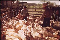Sheared Sheep on a Ranch near Leakey, Texas, Awaiting Transport to a Slaughter House on Return to Pasture near San Antonio 05/1973. Original public domain image from Flickr