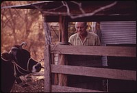 Cow on a Farm near Leakey, Waiting to Be De-Horned. Near San Antonio, 12/1973. Original public domain image from Flickr