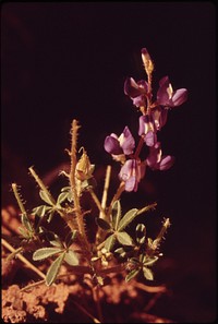Locoweed, 05/1972. Original public domain image from Flickr