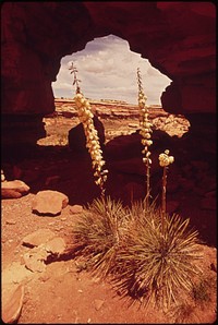 Narrow Leaf Yucca and Peekaboo Arch, 05/1972. Original public domain image from Flickr