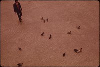Strolling Among Pigeons at Fountain Square 06/1973. Photographer: Hubbard, Tom. Original public domain image from Flickr