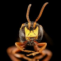 Nomada fervida, face, m, Barnwell Co, SC