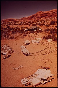 Bony Remains of Dead Cattle Outside the Moab City Dump, 05/1972. Original public domain image from Flickr