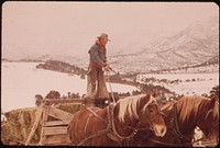 Frank Starbuck, Last of the Old Time Ranchers near Fairview Manages a Spread of 1300 Acres and 400 Head of Cattle. He Does It Alone Because It Is Too Difficult and Expensive to Get Help, 10/1972. Original public domain image from Flickr