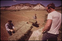 Three Generations of Oldlands Have Ranched on Piceance Creek. in the Summer They Move 15 Miles South to Their Cow Camp, and Their Cattle Graze on Higher Lands Owned by the Bureau of Land Management and Private Oil Companies Haying Crew at Work, 07/1973. Original public domain image from Flickr