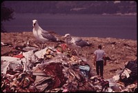 Seagulls Scavenge at Croton Landfill Operation along the Hudson River 08/1973. Photographer: Blanche, Wil. Original public domain image from Flickr