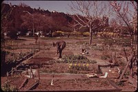 "City Farmer" Tends Garden in the Fenway, Administered by the 600-Member Fenway Civic Association. Four Hundred Twenty-Five Personal Gardens Are Tilled on These Five Acres in Metropolitan Boston 05/1973. Photographer: Halberstadt, Ernst, 1910-1987. Original public domain image from Flickr