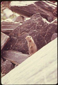 This Parka Squirrel Makes His Home Among the Boulders at the Foot of Worthington Glacier. Mile 757, near the Alaska Pipeline Route 08/1974. Photographer: Cowals, Dennis. Original public domain image from Flickr