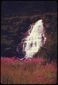 Waterfall in Mineral King Valley North of Valdez. Typical of Hundreds of Waterfalls in the Prince William Sound Area. The Red Flowers Are Fireweed, a Common Alaskan Plant. Mile 789, near the Alaska Pipeline Route 08/1974.Photographer: Cowals, Dennis. Original public domain image from Flickr
