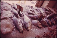 Fresh Fish for Sale in Sheepshead Bay, Fishing and Boating Center 05/1973. Photographer: Tress, Arthur. Original public domain image from Flickr