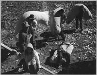 Near Coolidge, Maricopa County, Arizona. Family Labor at Cotton Picking Time in the Fields of the Casa Grande Cooperative Farm (FSA). Original public domain image from Flickr