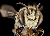 Megachile concinna, M, Face, Puerto Rico, Boqueron