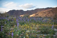 February 2019 Arizona lupine (Lupinus arizonicus) and desert sunflower (Geraea canescens) wildflowers on the bajada (Cottonwood)