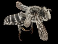 Coelioxys sodalis, M, Side, NY, Pullout by river