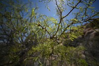 Mesquite tree close up