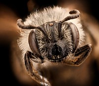 Andrena, miserabilis, f, face, Maryland, P.G