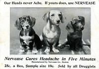 Our heads never ache: if yours does, use Nervease. Advertisement for Nervease, a headache medicine. Card features a black and white photograph of three sitting dogs.Original public domain image from Flickr 
