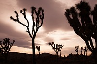 Sunset silhouettes of Joshua trees at Juniper Flats