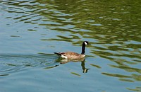 Nēnē goose on water