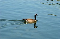 Nēnē goose on water