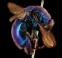 blue jewel bee, m, right, Skukuza, South Africa