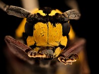 Tragocephala species, u, face, Skukuza, South Africa