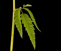 Cicuta maculata upper stem leaf, Water Hemlock, Howard County, Md, Helen Lowe Metzman