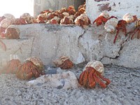 Hermit crabs at Baker Island