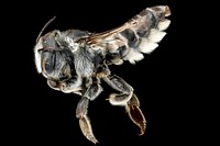Megachile integra, f, left, Suffolk, VA