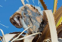 Juvenile barn owl (Tyto alba)