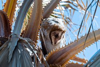 Juvenile barn owl (Tyto alba)