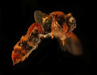 Cool Wasp, right, u, Sierra De Baoruco, Dominican Republic
