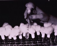 Cold virus research: Test Tubes. Original public domain image from Flickr