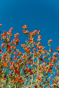 Desert Globemallow (Sphaeralcea ambigua)